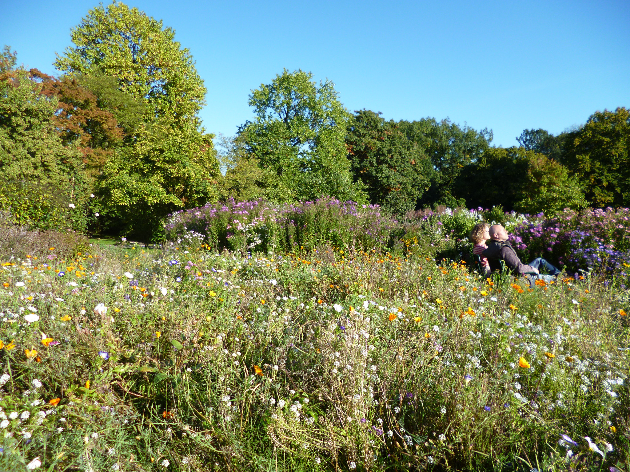 Wildblumenwiese im Grugapark